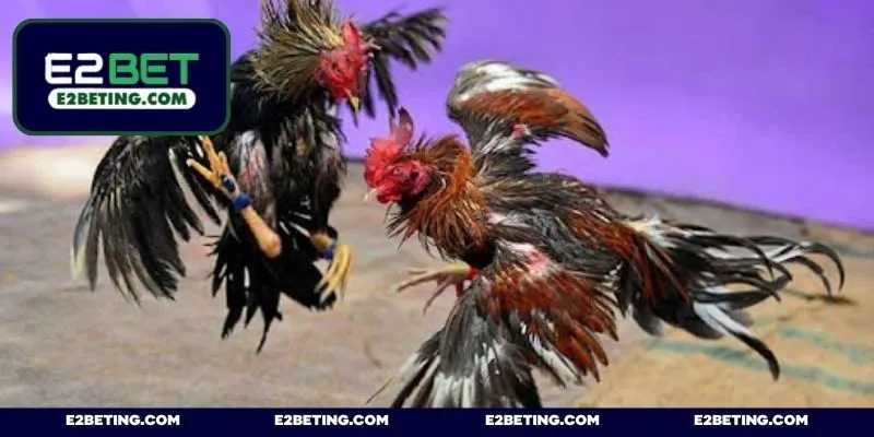 Hình thức chọi kê Peru đỉnh cao tại đá gà E2BET