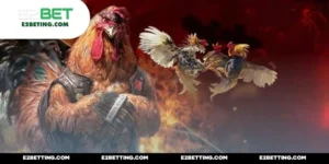 Đá gà Mộc Hóa E2BET