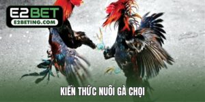 kiến thức nuôi gà chọi